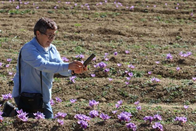 safran tarlalaryla turizmde yeni bir destinasyon kazand. zel ve tur acentalar tarafndan ekim ve kasm aylar arasnda safran tarlalarna geziler dzenleniyor.  Acente sahibi Fatma iek, Samsun'dan geldiklerini syledi. 