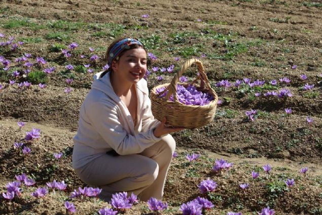 Trkiye ve dnyann birok yerinden turistler safran tarlalarna gelerek, hasat yapp, fotoraf ektiriyor.   <br><br>  Osmanl dneminden kalma han, hamam, cami, eme, konak ve kpr gibi tescilli yaplaryla kltr turizminin nemli noktalarndan olan Safranbolu,  