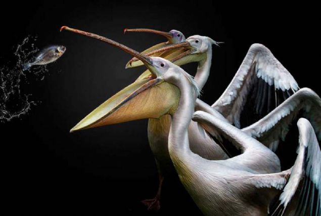 Pedro Jarque Krebs  Yaratc mgeler  <br><br>  Fotoraf Londra Hayvanat Bahesi'nde pelikanlarn beslenme saatinde ekildi ve eref dlne sahip oldu.   <br><br>  Krebs fotoraf ekerken iki hayvan bakcsnn gletlerin etrafna geerek onlar beslediini syledi. Bakcnn elindeki bala doru koan pelikanlar bu ekilde fotorafland.    