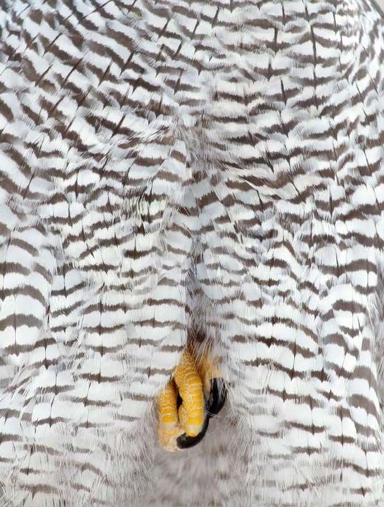 Pal Hermansen  Detaylar  <br><br>  Altn dle layk grlen bu fotoraf, dln gerekten hak ediyor. Bu olgun akr kuu, yemek yedii yere giderken fotorafland.   <br><br>  Hermansen, tm kuu fotoraflamak yerine uzun bir lens takarak tylerine odaklanmak istediini syledi. Dedii gibi de oldu ve bizi bu muhteem fotorafla buluturdu.    