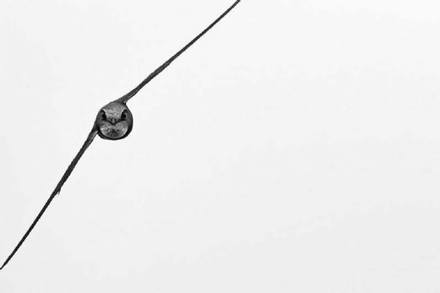 Yashodhan Bhatia  En yi Portre  <br><br>  Bhatia, ektii bu portre ile eref dlne layk grld. Bhatia, havada bu ekilde uan kularn Saan ya da Krlang olduunu ancak bunu anlamann zor olduunu syledi.  <br><br>  Bhatia, fotoraf ekebilmek iin onlarn olduu yerde kendine bir yer belirledi ve bunun iin olduka urat. ki gn boyunca fotoraf ekmeyi denedi ve sonunda harika bir fotorafa ulat.      