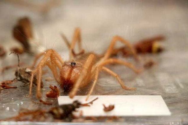 Zehir deriye yayldktan bir sre sonra av yemeye balayan rmcek, insana saldrmaya pek cesaret edemiyor ama bir kez soktuunda, tedavisi yaplmazsa et paralarn eritmeye devam ediyor. 