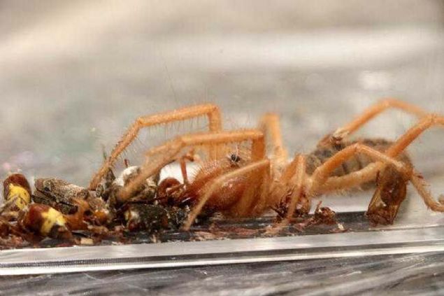 Kemer ile merkezinde bulunan bir iletme, i yerini bytmek iin inaat almas balatt. Bu srada krlan duvardan 10 santimetre byklnde rmcek kt.   <br><br>  nce korkan iletme sahibi smail Embiyaolu, alanlaryla birlikte rmcei zerine cam kavanoz kapatarak, yakalad.      