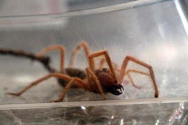 Azndan deriye, eti sv kvama getiren bir zehir aktan rmcek, srd zaman deriyi uyuturuyor ve av srldnn farknda olamyor. 