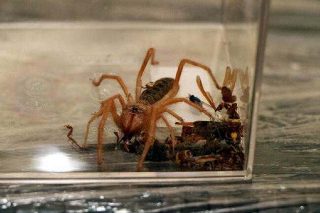 Camel Spider'n, dnyada l blgelerinde, Trkiye'de ise Dou ve Gneydou Anadolu'da yaad biliniyor. Zehriyle bir insan ldrebildii belirtilen, akrep, kertenkele, hatta fare ve kendinden byk memelilerle beslenen rmcek, scak iklimlerde gece ortaya kyor. 