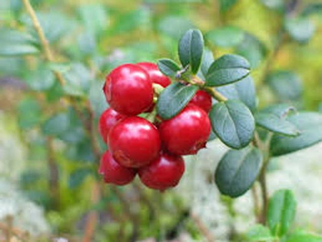 Tm doal beslenme desteklerinde olduu gibi kekreyemiin de bbrek ve kalp hastalar tarafndan ar tketiminden kanlmas ve takip eden hekimlerine danmalar yerinde olacaktr.'   