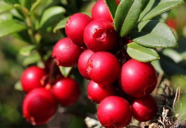 meyvenin inslin direncini de drerek insanlarn tip 2 diyabete yakalanma olasln drdn bildirdi. 