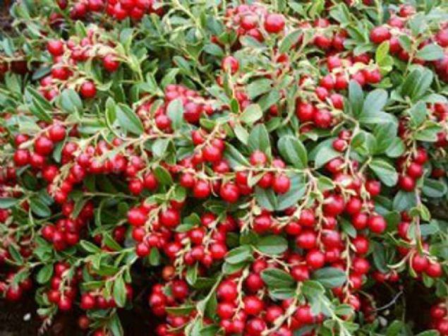 Dnyada ilalarn hastalklara paralel gelitirildiine deinen Aksoy, buna ramen baz hastalklar konusunda gelitirilmi ilalarn olmaynn, ayn zamanda ilalarn ounun etken maddesinin bitkilerden elde edilmesi uzmanlar bu gibi meyve ve yemilerle ilgili aratrmalara ynelttiini kaydetti. 