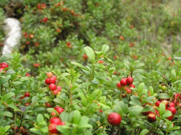 'Bizim istediimiz de tam olarak budur. Dolaysyla inslin direncini de drerek insanlarn tip 2 diyabete yakalanma olasln drmektedir... 