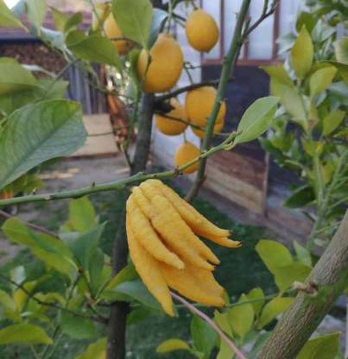 G�ZE �ARPAN FARKLILIKTA B�R L�MON   