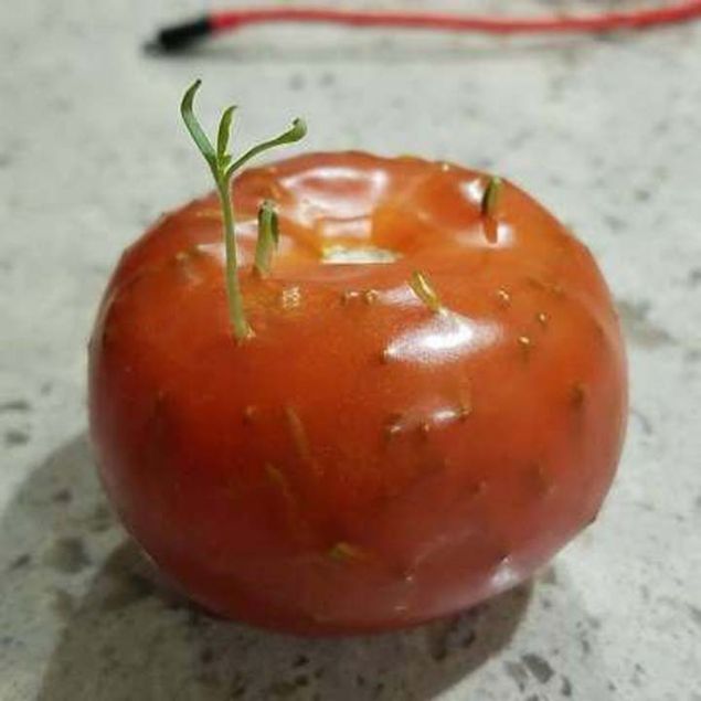 K�KLER�N� ���NDE BULUNDURAN B�R DOMATES  