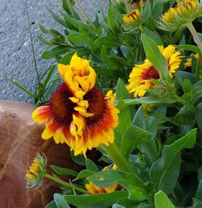 MUTASYON G�B� G�R�NEN G�ZELL�K  