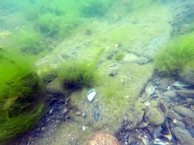 Sz konusu kaleyle ilgili Altnova Belediyesi Ku Gzlem Evi ve Eitim Merkezi'nde bilgilendirme toplants dzenlendi.     