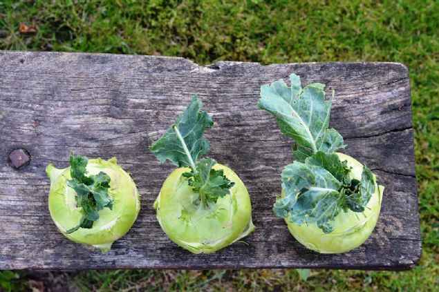 8- ��eri�inde bar�nd�rd��� y�ksek demirle kans�zl��a iyi gelir.    