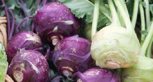 BA�IRSAKLARI D�ZENLER  <br><br>  Ayn� zamanda meyve gibi �i� t�ketip ya da rendesi yap�larak yemeklerin yan�nda salata �eklinde yenilenebiliyor.          