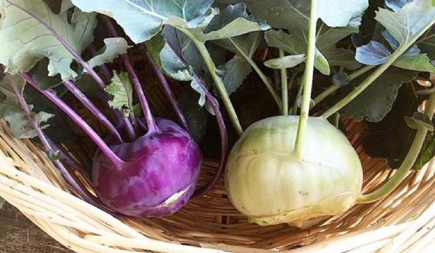 1- Kansere kar�� sava���d�r; antioksidan kayna�� olmas� sebebiyle akci�er ve kal�n ba��rsak kanseri riskini azalt�r.             