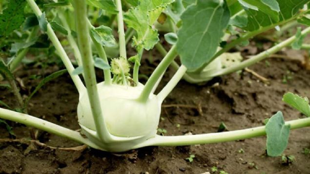 15- Ses k�s�kl���na, bademcik enfeksiyonuna iyi gelir, bo�az� temizler.              