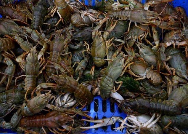 Bal�k��lar�ndan Abdullah Alkan da d�nyan�n en iyi tatl� su �stakozlar�ndan bir t�r�n�n de bu g�lde oldu�unu aktararak, avlanan �r�nlerinin b�y�k b�l�m�n�n yurt d���na g�nderildi�ini s�yledi. 