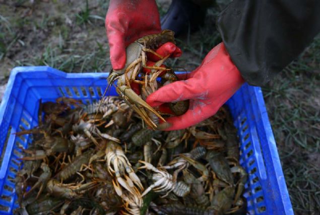 - 'Barajdan y�lda 4-5 ton tatl� �stakozu tutuluyor'  <br><br>  A�kayanar, 'G�l �evresindeki k�ylerde bal�k��l�kla u�ra�anlardan baz�lar� da tatl� su �stakozu tutuyor. Barajdan y�lda 4-5 ton aras�nda tatl� �stakozu tutuyorlar. E�ridir-Dinar b�lgesinden gelen esnafa sat�lan tatl� su �stakozlar� Avrupa �lkelerine ihra� ediliyor.' ifadelerini kulland�.   