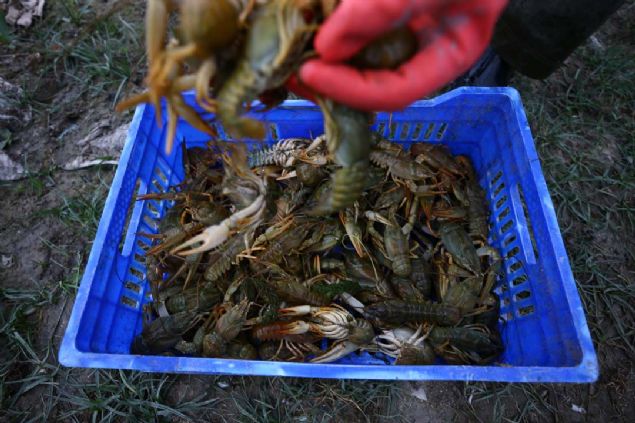 Dalar, �stakozlar�n ba�ta Almanya ve Fransa olmak �zere Avrupa �lkelerine g�nderildi�ini anlatt�. 