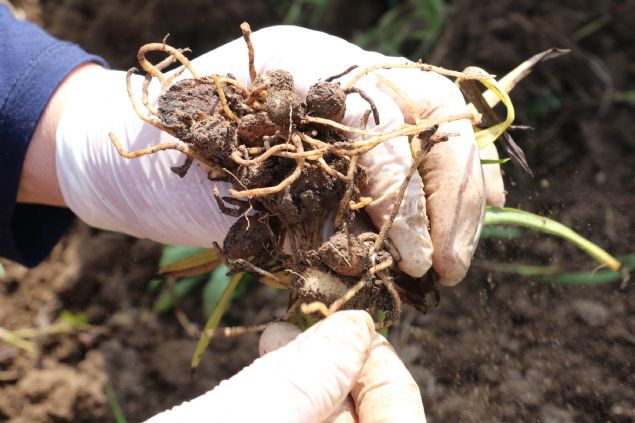 Orkide bitkisinin ekim alanlar da geniletildi. 33 ifti tarafndan 30 dnm alanda yaplan retimde, bu yl 25 ton rn elde edildi. Hasad yaplan orkidelerin toprak altndan toplanan yumrular nce kurutuluyor, ardndan toz haline getirilerek salep retiliyor.  