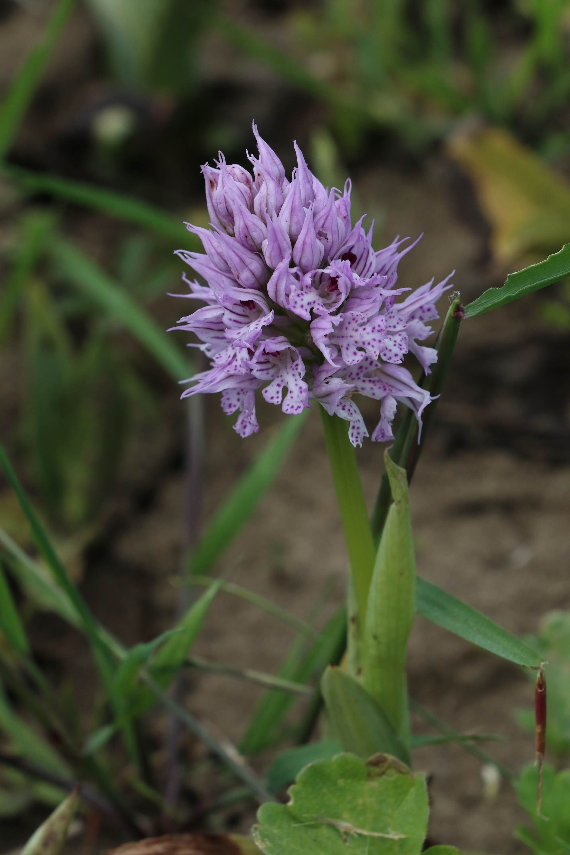 Ondokuzmays ilesinde doada yabani yetien ve toplanmas yasak olan orkide, 2 yl nce Tarm ve Orman Bakanl'nca izinle sklp tarlalarda yetitirilmeye baland. 