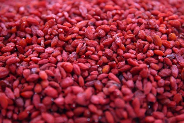 Trkiye'de halk arasnda 'kurt zm' olarak da bilinen goji berry yetitiricilii yapmak isteyen reticilerle deneyimlerini paylaan ve fidan destei de salayan ot, salk ynnden faydal olduuna inand meyveyi herkesinin tatmas iin retiminin yaygnlamasna katk sunuyor.       