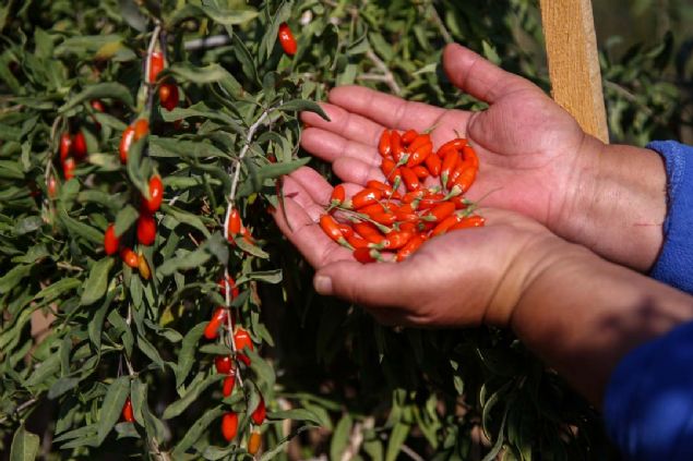 ot, hastalnda ifa niyetine tatt goji berry meyvesinin retimini yapmaya karar verdi.        