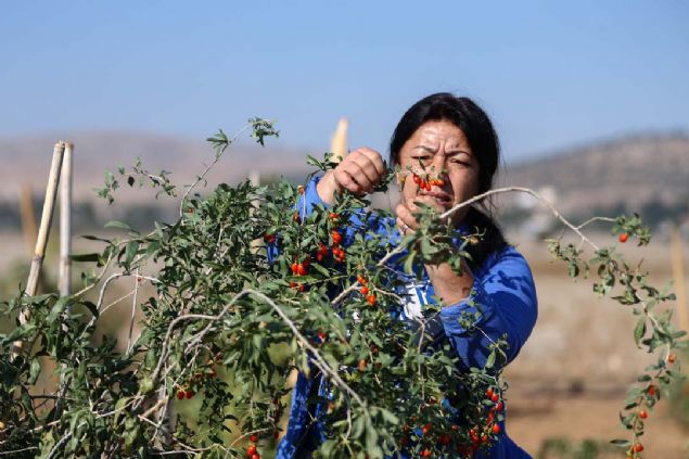 Antalyal Ayten ot, 2008'de geirdii beyin kanamas sonucu 15 gn komada kald. Sa taraf fel olan ot, grd tedaviyle 6 ay sonra salna kavutu.         