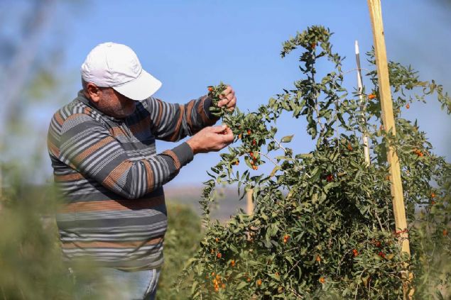 Ylmadan, usanmadan tantmaya, anlatmaya ve yemeye devam ettim. Gojy berry, Trk iftisi iin alternatif bir rn. Yetitirmesi ve bakm kolay. Maliyeti dk ve getirisi ok yksek.     