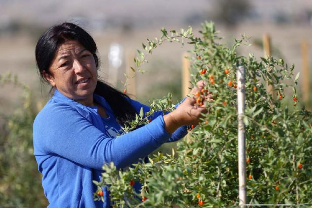 'Goji berry'yi ilk getirdiimde 'Bu ne byle, hi kimse bunu bilmez, yetitirmez, yemez' gibi tepkiler aldm.      