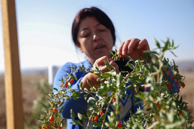 Bitkinin retimini renmek iin Tibet'e gitmeye karar verdiinde evresindekilerin olumsuz cmlelerine kulak tkayan ot, meyvenin retiminden hasadna kadar olan sreci takip etti.        