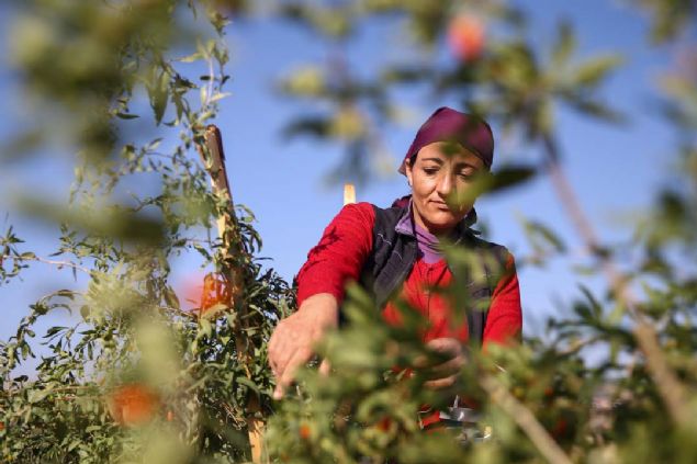 - Kurulu almalar devam eden fabrikayla ya karacak  <br><br>  Goji berry iin Trkiye'nin topra ve ikliminin ok uygun olduunu anlatan ot, 2009'da bu ie girerken Avrupa'nn goji berry ihtiyacn karlamay hedeflediini dile getirdi.      