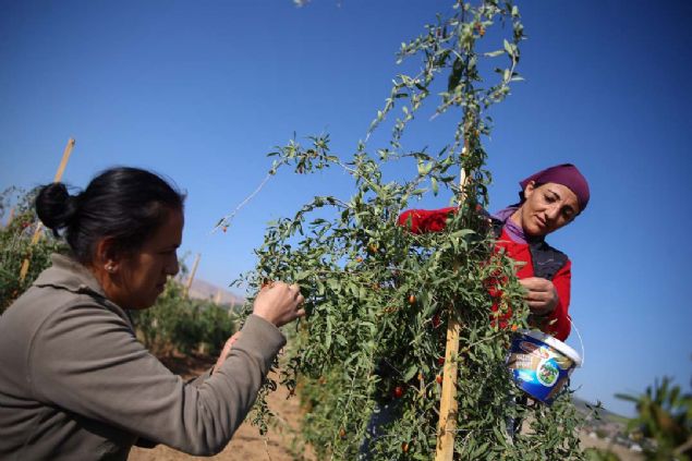 Yeterli retim olmadndan dolay Fransa'nn talebini zor karlyoruz. imdilik Almanya, Hollanda ve sve'ten gelen talepleri deerlendiremedik.'           