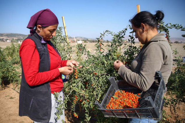 ot, rnn hem i hem d pazar bulunduunu, goji berry'nin meyvesi kadar yapraklarnn da ok deerli olduunu vurgulayarak, kurulu almalar devam eden fabrikann almasyla dallarndan da ya karacaklarn bildirdi.   