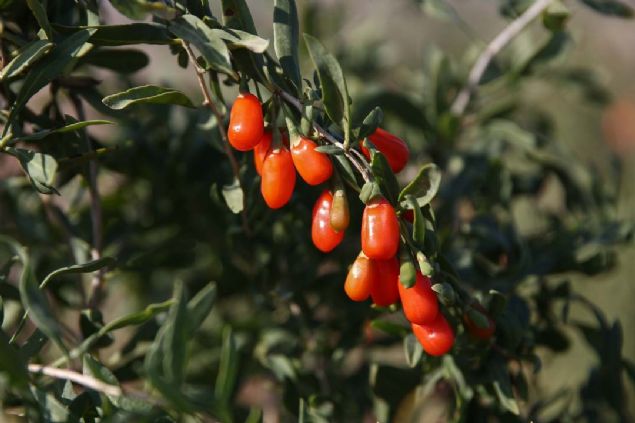 - 'Maliyeti dk ve getirisi ok yksek'  <br><br>  Antalya'nn Korkuteli ilesindeki bahesinde iileriyle hasat yapan ot, AA muhabirine, hastal sonras hayata adeta yeniden baladn syledi.      