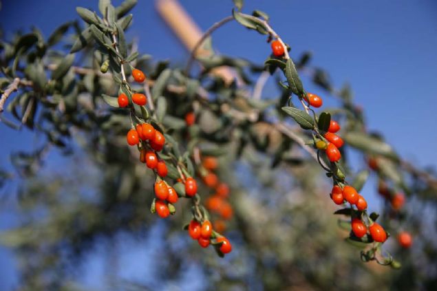 Trkiye'nin de bitkinin retim koullarna uygun olduunu renen ot, bunun zerine kollar svad.       