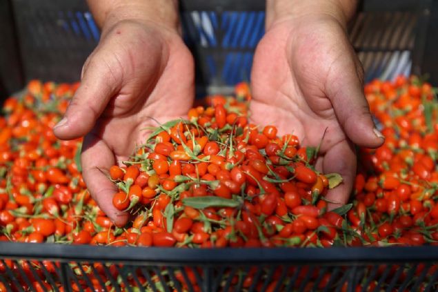 Geirdii rahatszlk sonucu tant goji berry bitkisinin hayatn tmden deitirdiini aktaran ot, yle konutu:      