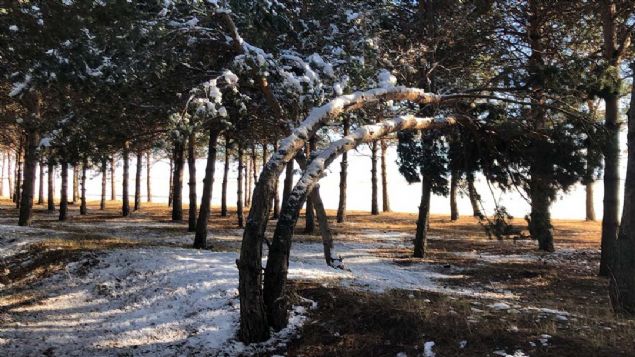 Her y�l yeni fidanlar�n dikildi�i istasyon bir s�re sonra ormana d�nd�.   