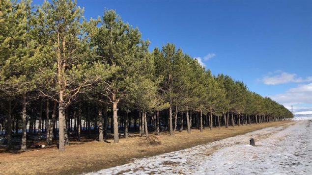 �al��malar kapsam�nda Selim il�esindeki istasyona da �am fidanlar� dikilmeye ba�land�.   