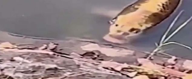 �in'in g�neyindeki Kunming �ehrine yak�n bir k�yde bulunan sazan bal���, insan� and�ran y�z�yle �a�k�na �evirdi. 