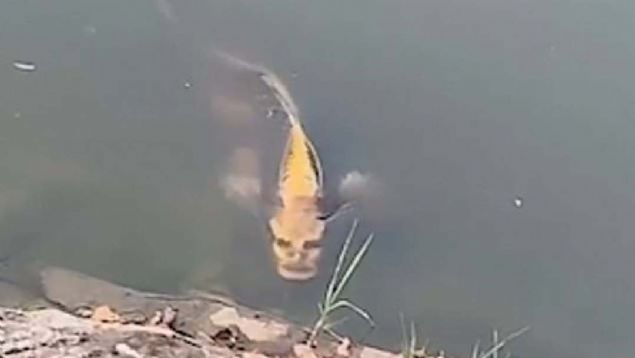 ��N'DE OLDUK�A DE�ERL�  <br><br>  �inli koleksiyonerler nadir g�r�len bitki ve hayvanlar i�in b�y�k paralar �deyebiliyor.  