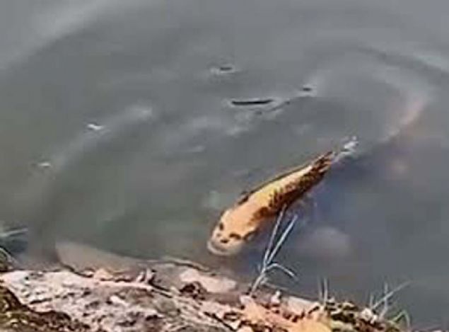 2010 y�l�nda, Essex'te kasapl�k yapan 44 ya��ndaki Brendan O'Sullivan taraf�ndan yakalanan 'insan y�z�' sazan bal���na 40.000 sterlin (294 bin T�rk Liras�) de�er bi�ilmi�ti.  