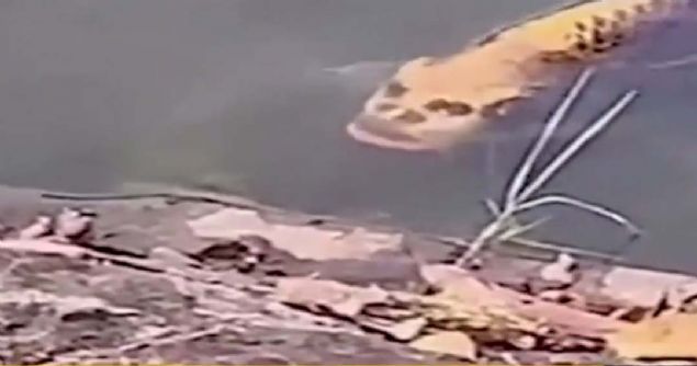 2016'da, �in'in Hunan eyaletindeki Wugang �ehrinde yakalanan sazan bal��� insan� and�ran y�z�yle heyecan yaratm��t�. Bal��� yakalayan ilkokul ��retmeni Qiu Xiaohua, daha �nce b�yle bir canl�yla kar��la�mad���n� a��klam��t�.      