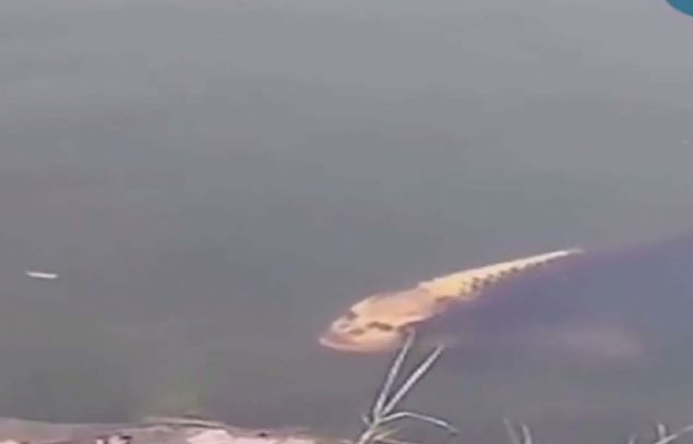 Y�z b�lgesindeki desenlerden dolay� insan� and�ran bal�k sosyal medyada ilgi g�rd�. 