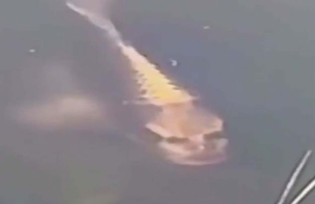 Y�z�nde g�zlere benzeyen iki siyah nokta, burun kenarlar�nda iki �erit ve a�za benzeyen yatay bir �izgi bulunan bal�k, kullan�c�lar taraf�ndan b�y�leyici bulundu. Baz� kullan�c�lar ise canl� i�in 'korkutucu' dedi.  