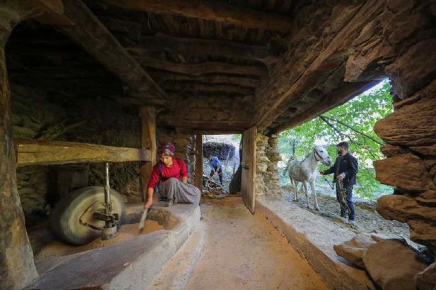 Arazilerden ylda 250 ton rn elde ediliyor. Bu kyller iin iyi bir gelir kayna. nk kyller pirinle geiniyor.  