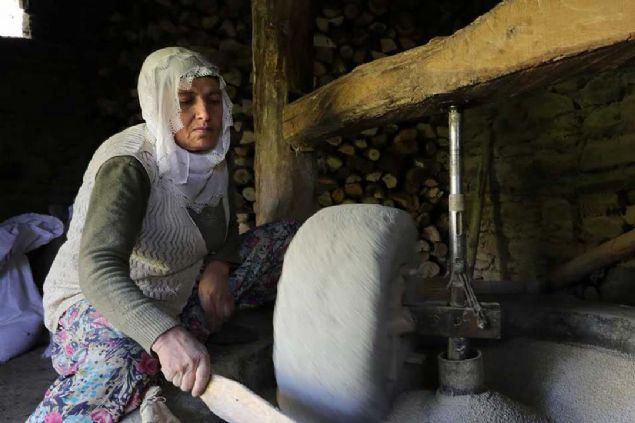Kilogram 10-15 liradan sata sunuluyor. Doal olarak yetitirilen pirin, tketicilerden talep gryor. 100 yldan fazladr blgede pirin retimi yaplyor.' eklinde konutu.  