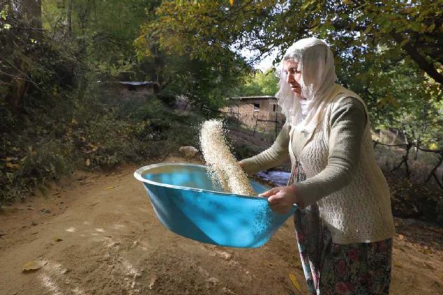 Suyla alan deirmenin dedesinden kaldn ve 150 yldan bu yana kullanldn aktaran Tuz, 'Gnde yaklak 15 teneke pirin tebiliyoruz. Her teneke iin bir kilogram pirin alyoruz. cret talep etmiyoruz.' dedi. 