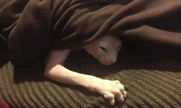 Asl�nda sald�rgan ve kokutucu olmayan hayvanlar�n tesad�fen objektiflere tak�lan ilgin� g�r�nt�leri...  